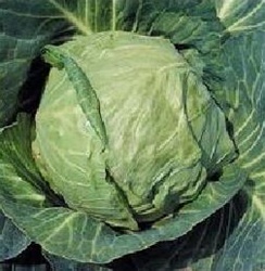 Danish Ballhead Cabbage Plants