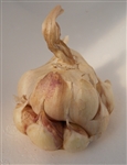 Inchelium Red Garlic