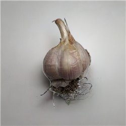 Music Garlic â€“ Non-GMO, Heirloom Variety â€“ Close-up of Music Garlic bulbs with white wrappers and a pinkish-red tinge, showing large, flattened bulbs and easy-to-peel cloves, ideal for planting and culinary use.