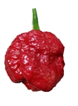 Moruga Red Monster Pepper