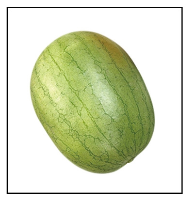 Charleston Gray Watermelon Seed Buy Charleston Gray Seed Watermelon   Watermelon Charleston Gray 2 